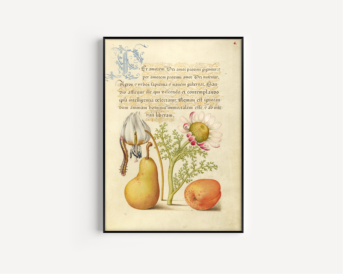 Joris Hoefnagel — Caterpillar, Dog-Tooth Violet, Pear, and Apricot | Botanical Calligraphy Print
