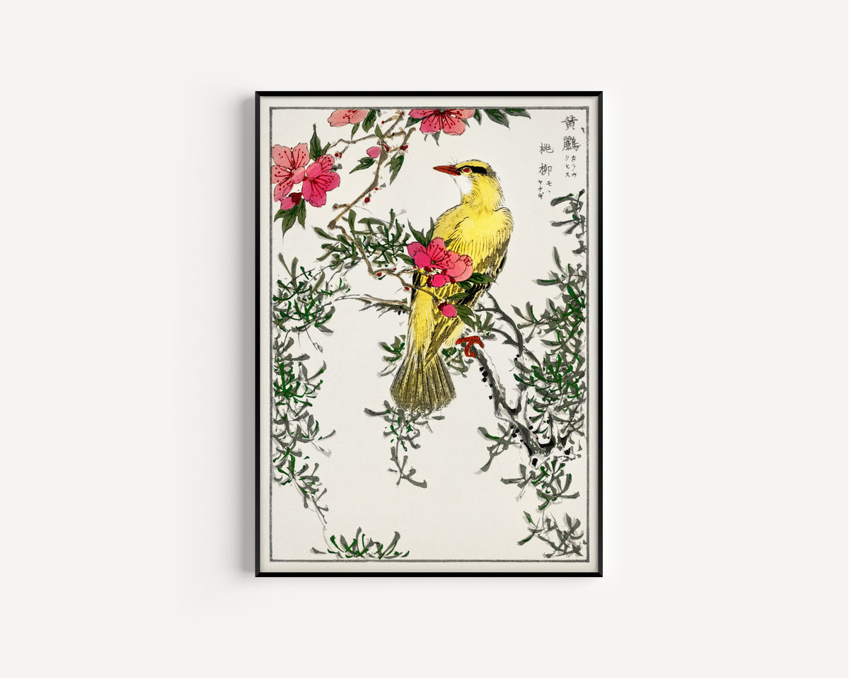 Numata Kashū — Black-naped Oriole with Peach and Willow | Japanese Bird & Flower Woodblock Print
