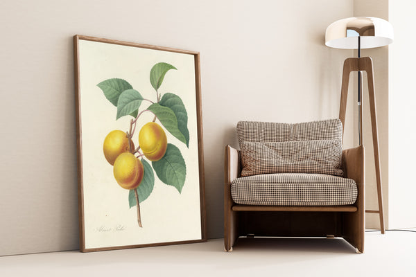 Pierre-Joseph Redouté — Choix des plus belles fleurs: Abricot Pêche | Botanical Illustration Print