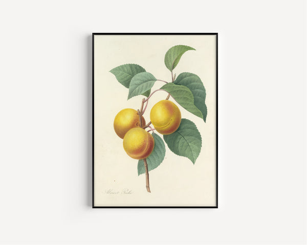Pierre-Joseph Redouté — Choix des plus belles fleurs: Abricot Pêche | Botanical Illustration Print