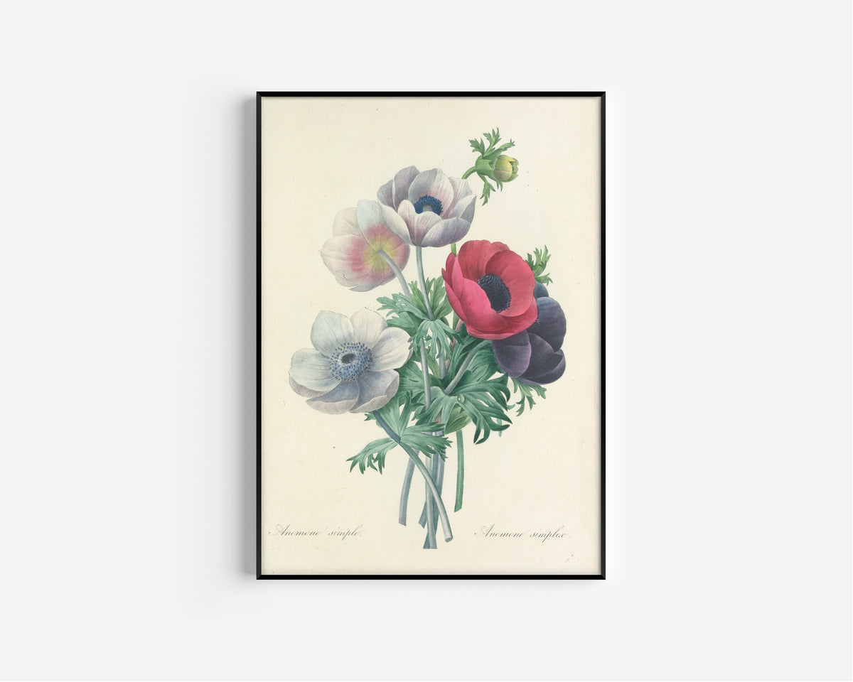 Pierre-Joseph Redouté — Choix des plus belles fleurs: Anemone simplex | Botanical Illustration Print