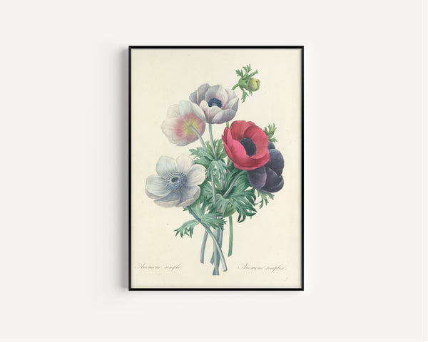 Pierre-Joseph Redouté — Choix des plus belles fleurs: Anemone simplex | Botanical Illustration Print