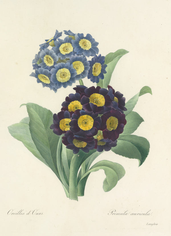 Pierre-Joseph Redouté — Choix des plus belles fleurs: Auricula | Botanical Illustration Print