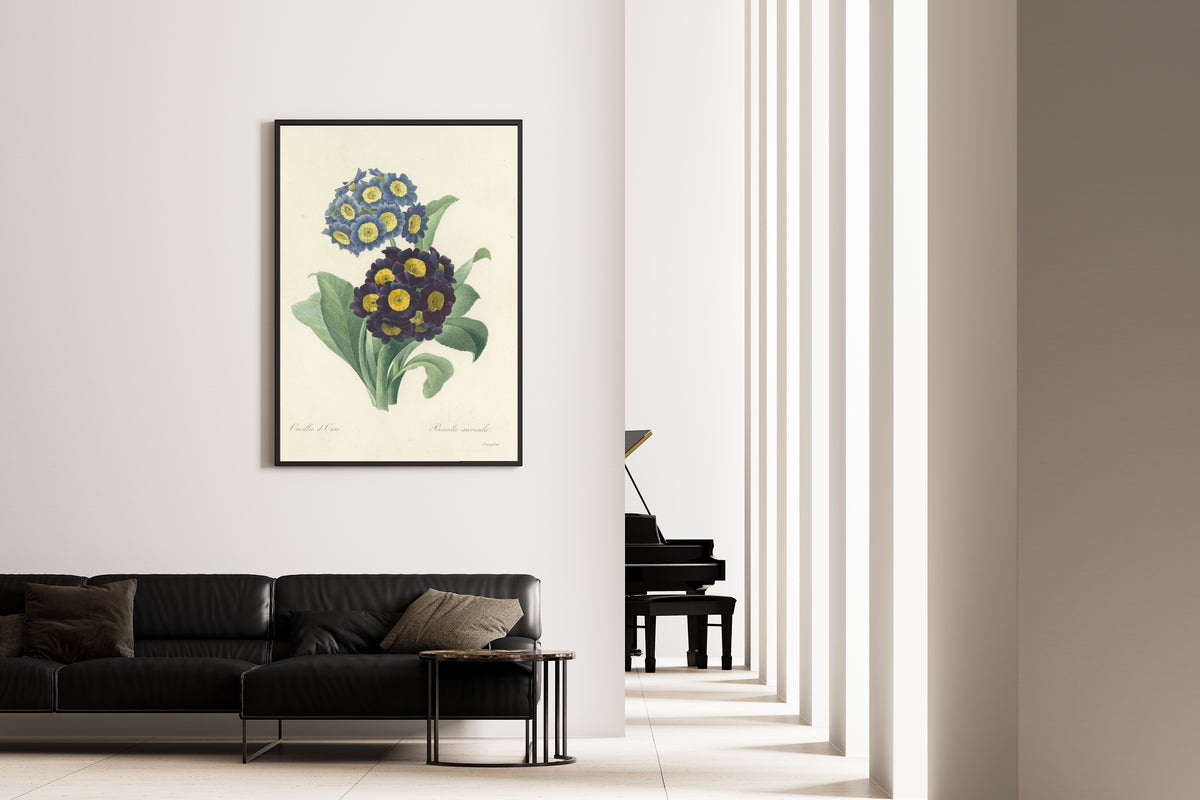 Pierre-Joseph Redouté — Choix des plus belles fleurs: Auricula | Botanical Illustration Print