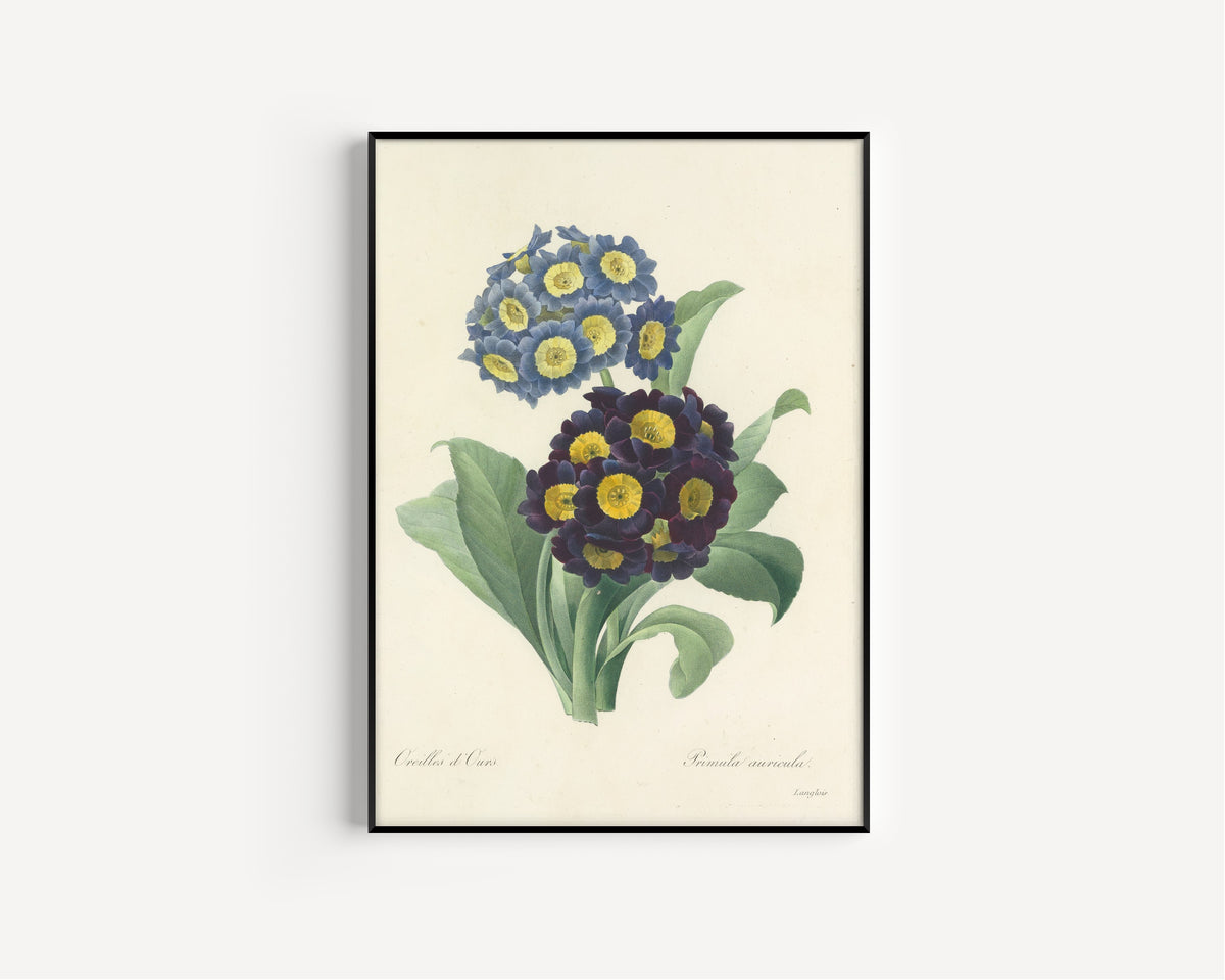 Pierre-Joseph Redouté — Choix des plus belles fleurs: Auricula | Botanical Illustration Print