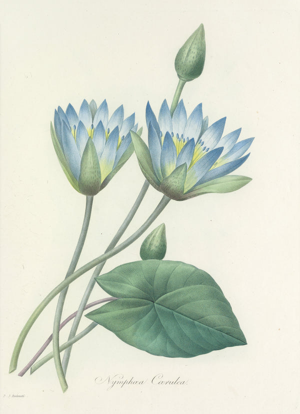 Pierre-Joseph Redouté — Choix des plus belles fleurs: Blue Water Lily (Nymphaea Caerulea) | Botanical Illustration Print