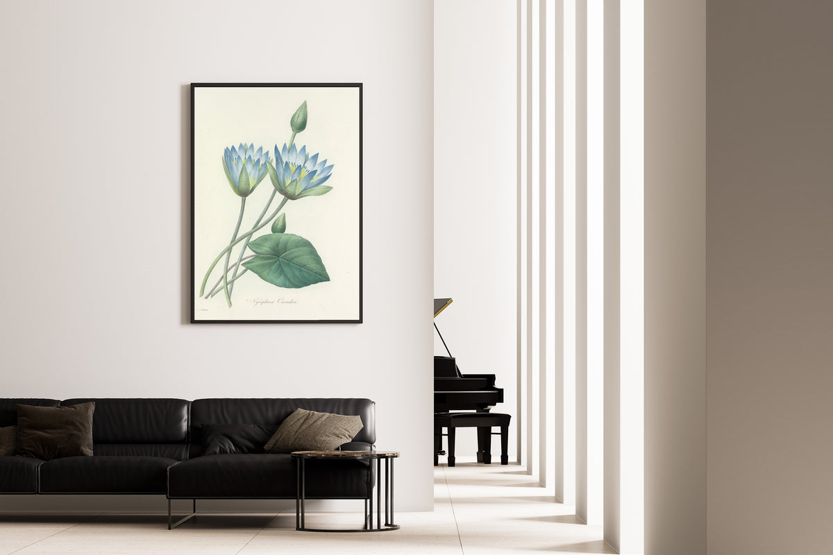 Pierre-Joseph Redouté — Choix des plus belles fleurs: Blue Water Lily (Nymphaea Caerulea) | Botanical Illustration Print
