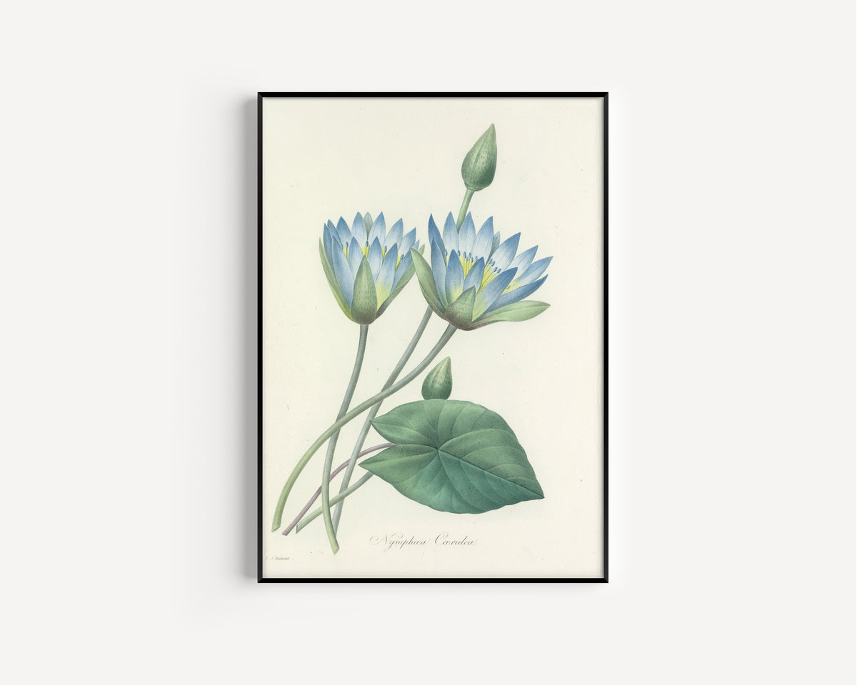 Pierre-Joseph Redouté — Choix des plus belles fleurs: Blue Water Lily (Nymphaea Caerulea) | Botanical Illustration Print