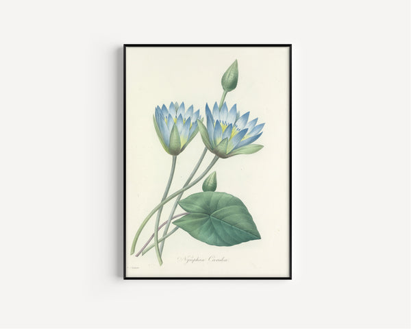 Pierre-Joseph Redouté — Choix des plus belles fleurs: Blue Water Lily (Nymphaea Caerulea) | Botanical Illustration Print