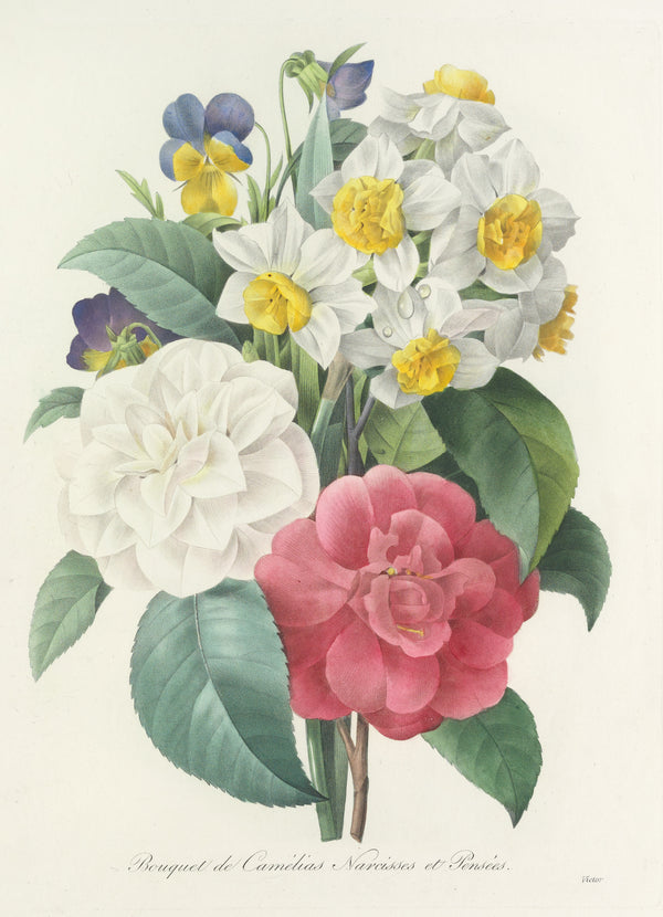 Pierre-Joseph Redouté — Choix des plus belles fleurs: Bouquet of Camellias, Narcissi and Pansies | Botanical Illustration Print
