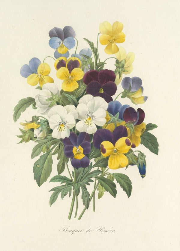 Pierre-Joseph Redouté — Choix des plus belles fleurs: Bouquet of Pansies | Botanical Illustration Print