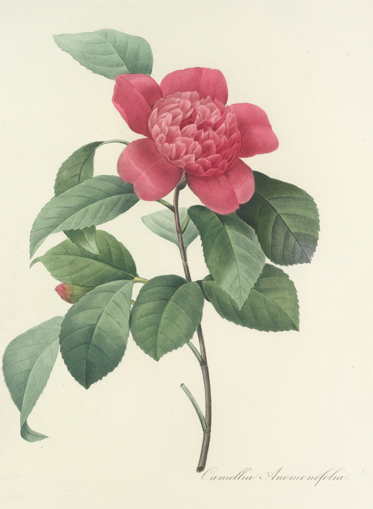 Pierre-Joseph Redouté — Choix des plus belles fleurs: Camellia Anemonefolia | Botanical Illustration Print