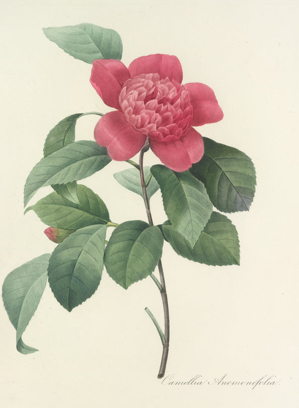 Pierre-Joseph Redouté — Choix des plus belles fleurs: Camellia Anemonefolia | Botanical Illustration Print