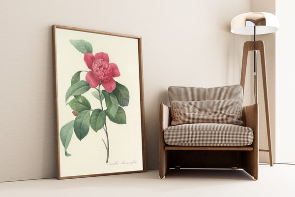 Pierre-Joseph Redouté — Choix des plus belles fleurs: Camellia Anemonefolia | Botanical Illustration Print