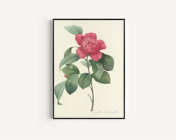 Pierre-Joseph Redouté — Choix des plus belles fleurs: Camellia Anemonefolia | Botanical Illustration Print