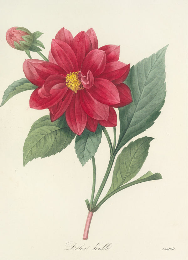 Pierre-Joseph Redouté — Choix des plus belles fleurs: Dalea double | Botanical Illustration Print