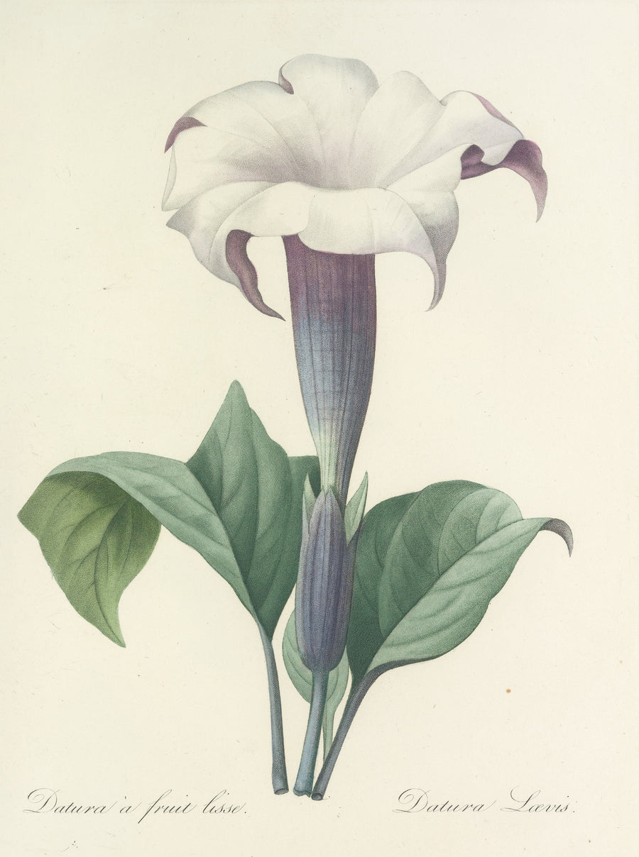 Pierre-Joseph Redouté — Choix des plus belles fleurs: Datura Lævis | Botanical Illustration Print shown to scale on a wall above a sofa