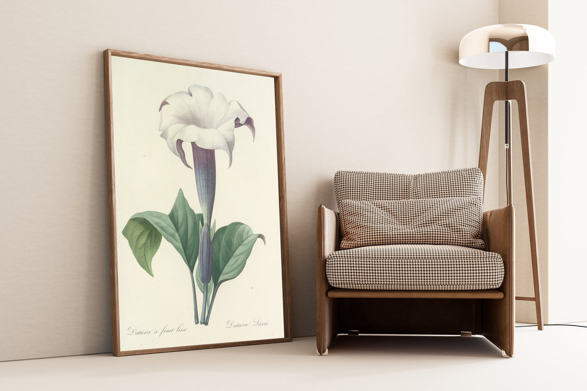 Pierre-Joseph Redouté — Choix des plus belles fleurs: Datura Lævis | Botanical Illustration Print