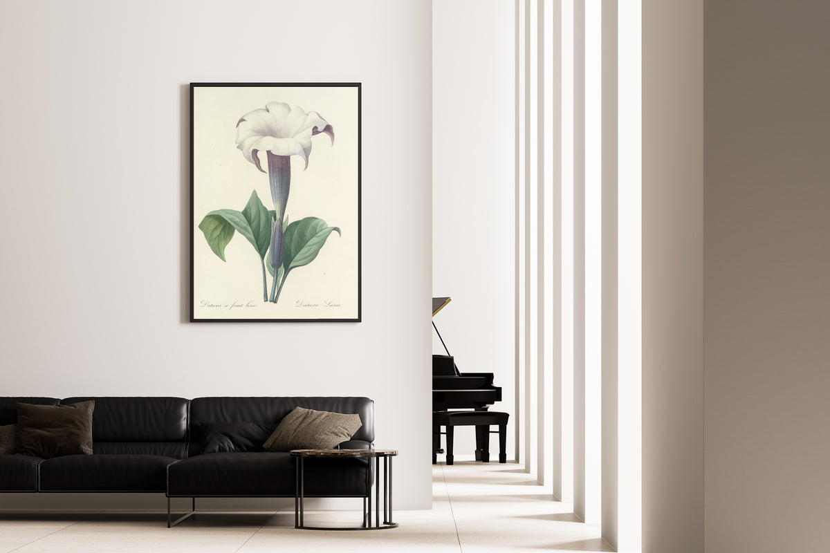 Pierre-Joseph Redouté — Choix des plus belles fleurs: Datura Lævis | Botanical Illustration Print