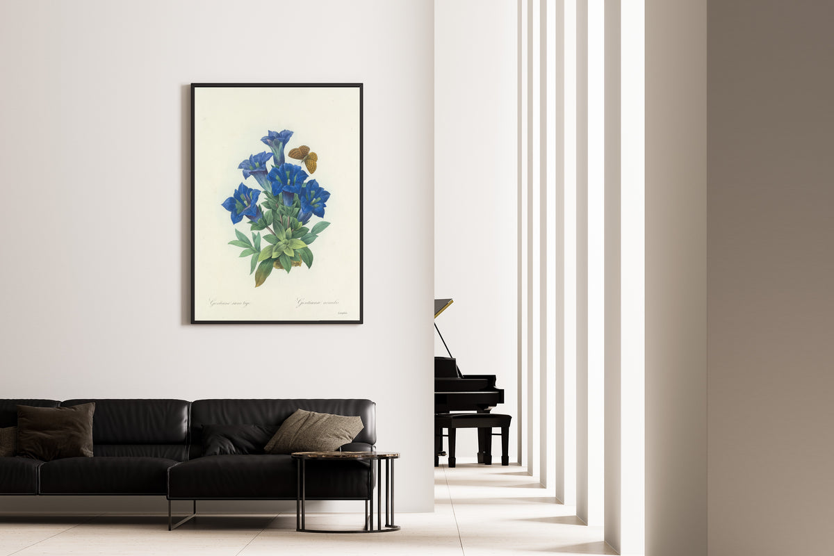 Pierre-Joseph Redouté — Choix des plus belles fleurs: Gentianae acaulis | Botanical Illustration Print