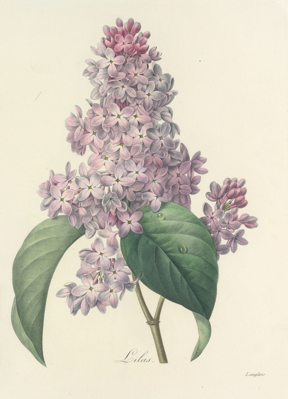 Pierre-Joseph Redouté — Choix des plus belles fleurs: Lilac | Botanical Illustration Print