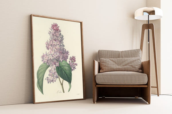 Pierre-Joseph Redouté — Choix des plus belles fleurs: Lilac | Botanical Illustration Print