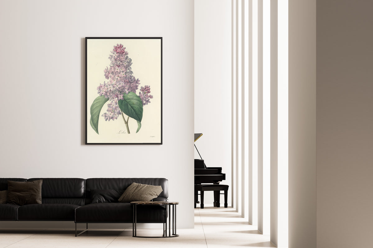 Pierre-Joseph Redouté — Choix des plus belles fleurs: Lilac | Botanical Illustration Print