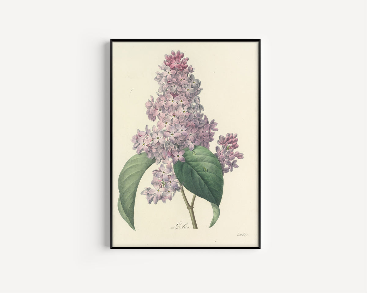 Pierre-Joseph Redouté — Choix des plus belles fleurs: Lilac | Botanical Illustration Print