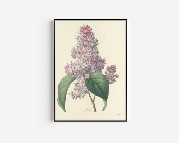 Pierre-Joseph Redouté — Choix des plus belles fleurs: Lilac | Botanical Illustration Print