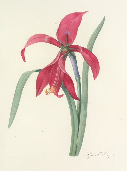 Pierre-Joseph Redouté — Choix des plus belles fleurs: Lys St. Jacques (Jacobean Lily) | Botanical Illustration Print