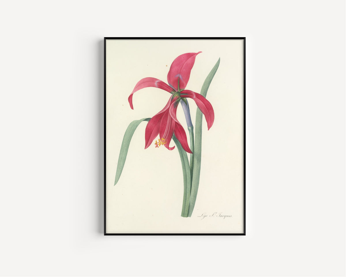 Pierre-Joseph Redouté — Choix des plus belles fleurs: Lys St. Jacques (Jacobean Lily) | Botanical Illustration Print