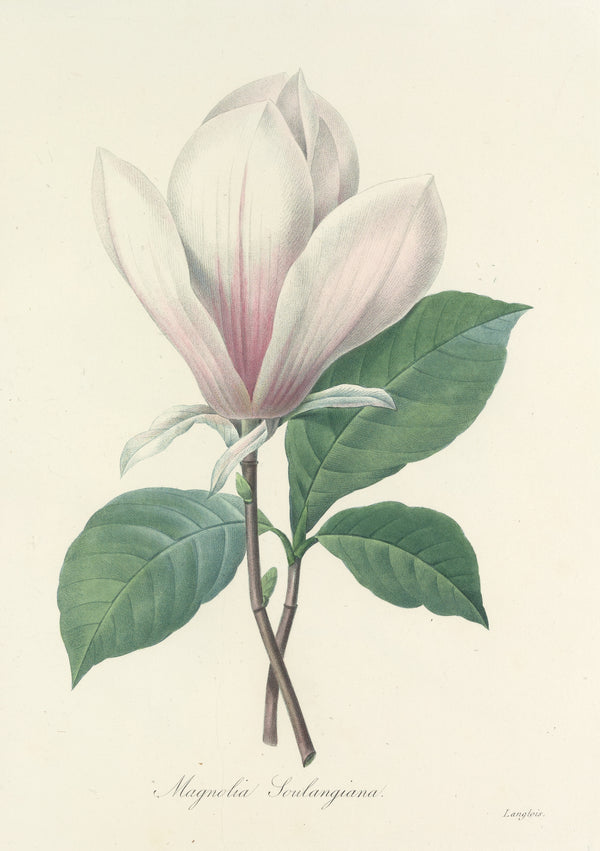 Pierre-Joseph Redouté — Choix des plus belles fleurs: Magnolia Soulangiana | Botanical Illustration Print