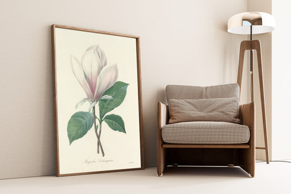 Pierre-Joseph Redouté — Choix des plus belles fleurs: Magnolia Soulangiana | Botanical Illustration Print