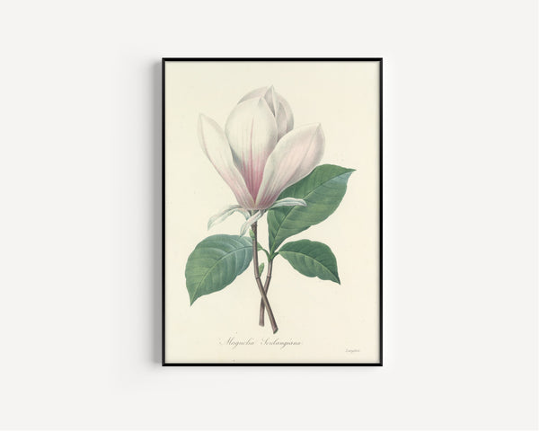 Pierre-Joseph Redouté — Choix des plus belles fleurs: Magnolia Soulangiana | Botanical Illustration Print