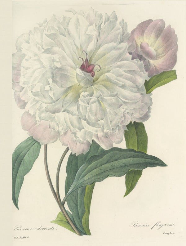 Pierre-Joseph Redouté — Choix des plus belles fleurs: Paeonia flagrans | Botanical Illustration Print