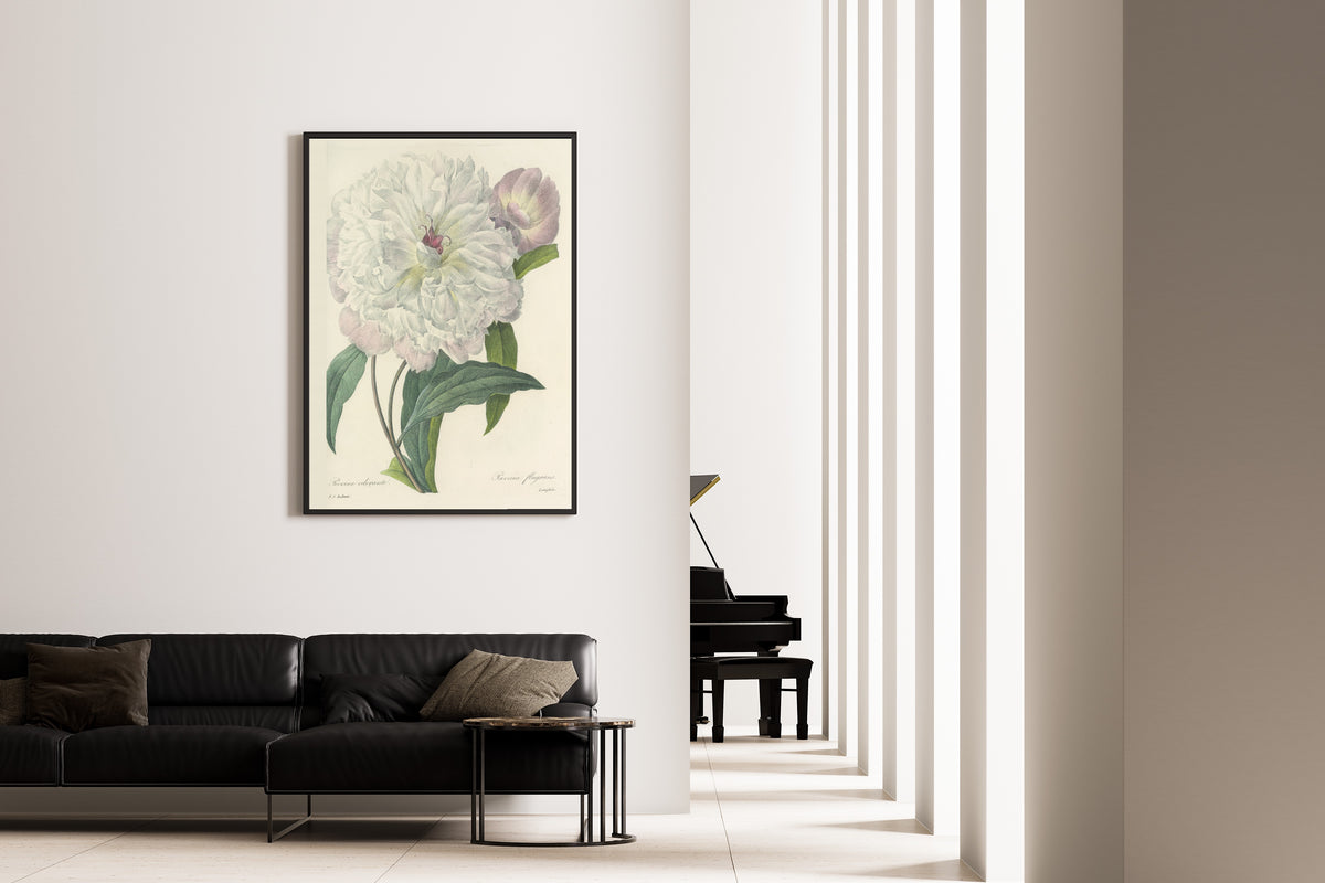 Pierre-Joseph Redouté — Choix des plus belles fleurs: Paeonia flagrans | Botanical Illustration Print