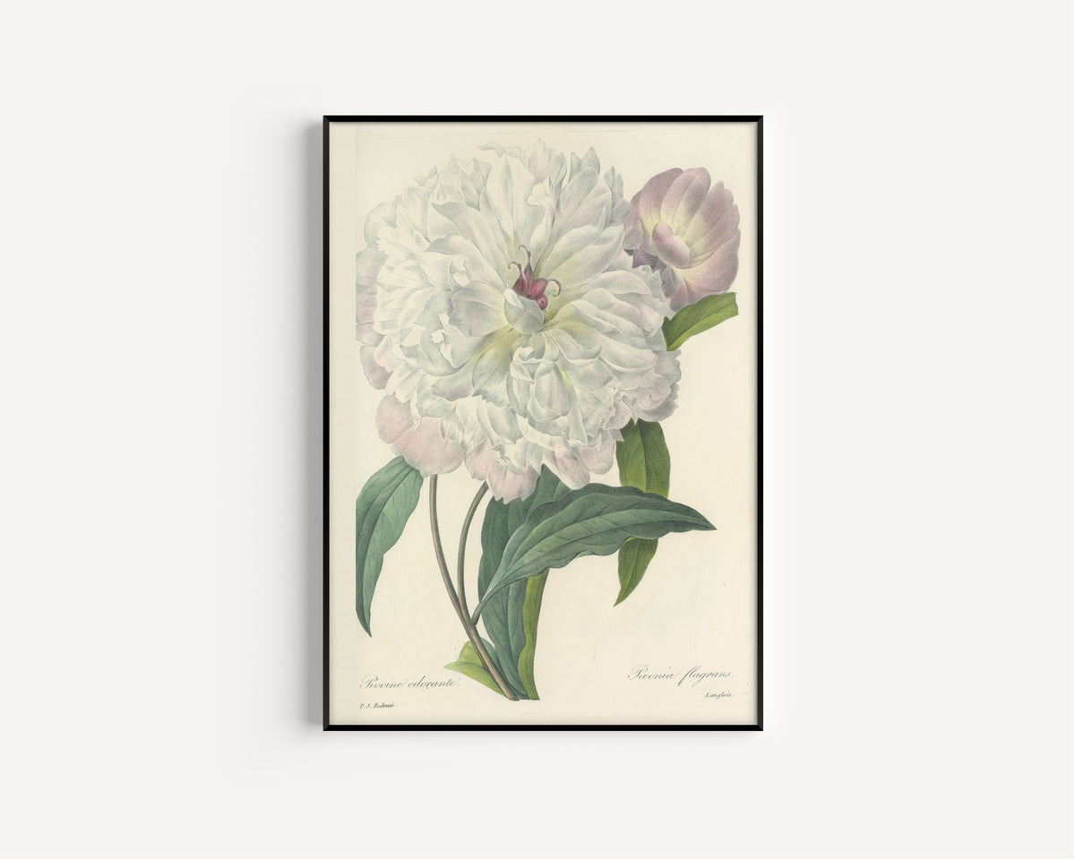 Pierre-Joseph Redouté — Choix des plus belles fleurs: Paeonia flagrans | Botanical Illustration Print