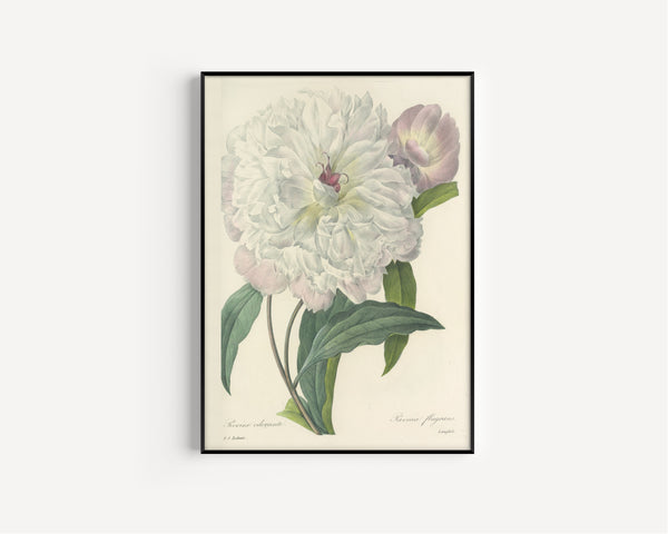 Pierre-Joseph Redouté — Choix des plus belles fleurs: Paeonia flagrans | Botanical Illustration Print