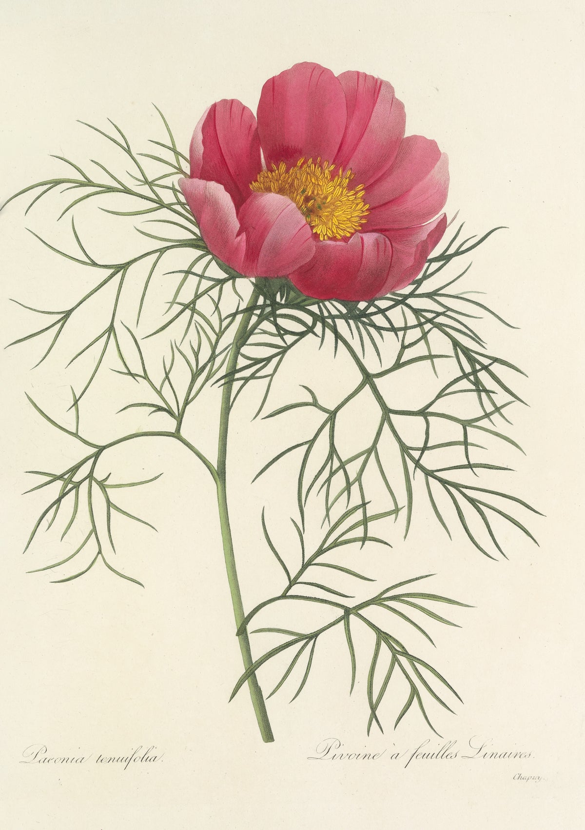 Pierre-Joseph Redouté — Choix des plus belles fleurs: Paeonia tenuifolia | Botanical Illustration Print