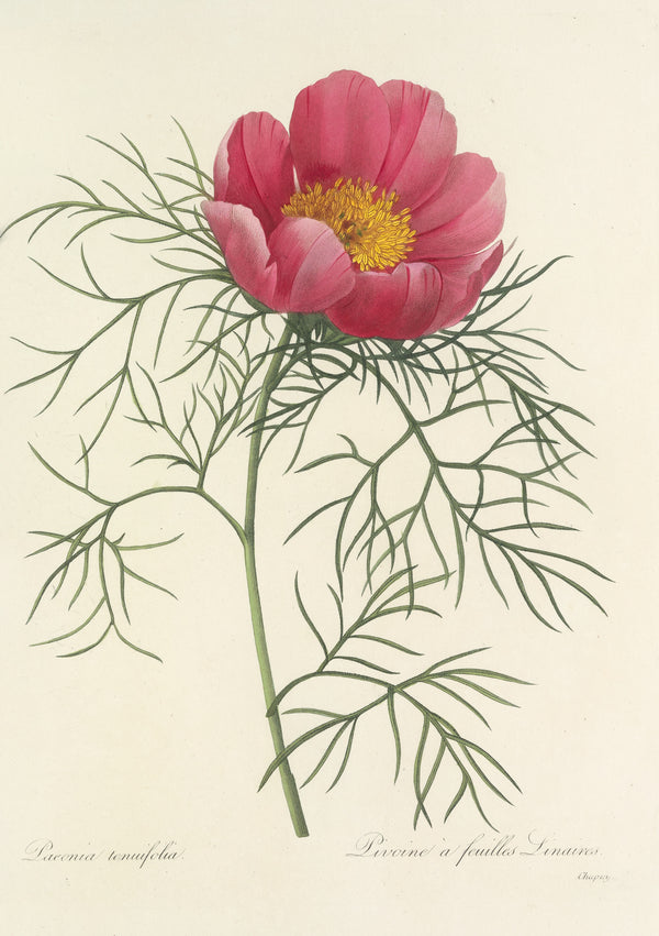 Pierre-Joseph Redouté — Choix des plus belles fleurs: Paeonia tenuifolia | Botanical Illustration Print