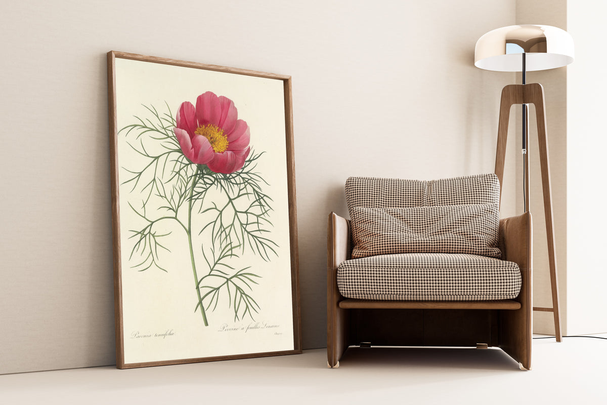 Pierre-Joseph Redouté — Choix des plus belles fleurs: Paeonia tenuifolia | Botanical Illustration Print