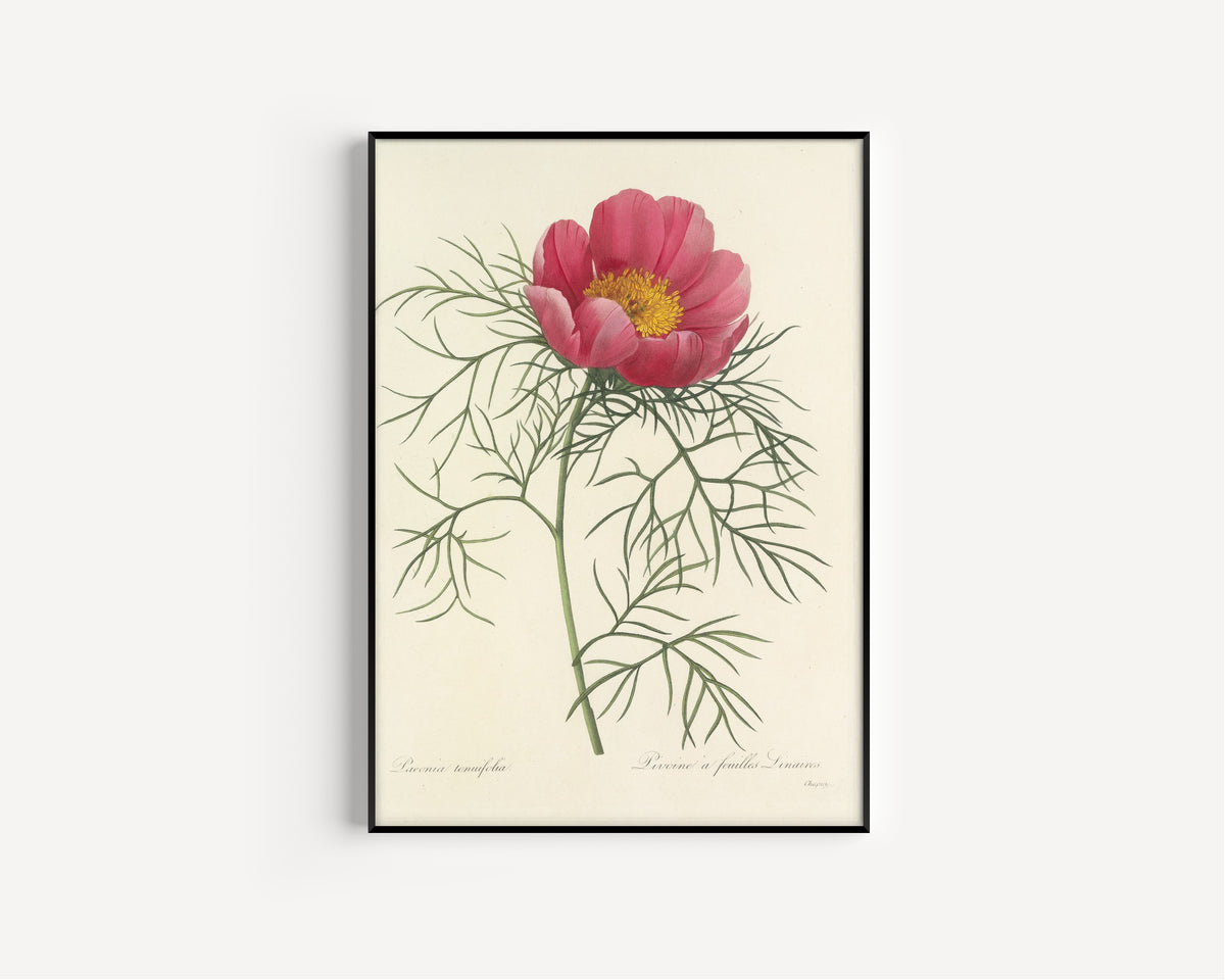 Pierre-Joseph Redouté — Choix des plus belles fleurs: Paeonia tenuifolia | Botanical Illustration Print