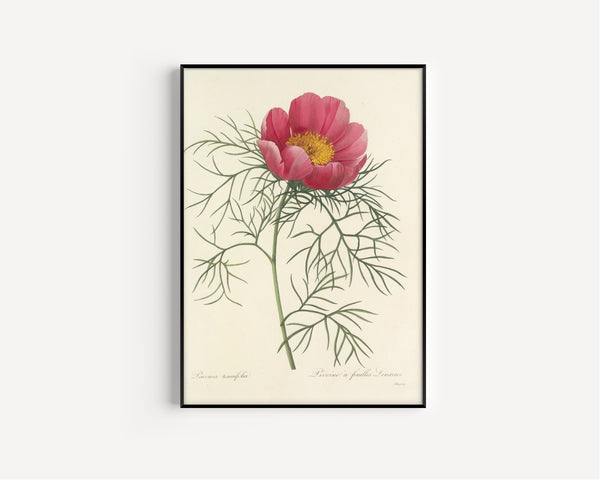 Pierre-Joseph Redouté — Choix des plus belles fleurs: Paeonia tenuifolia | Botanical Illustration Print