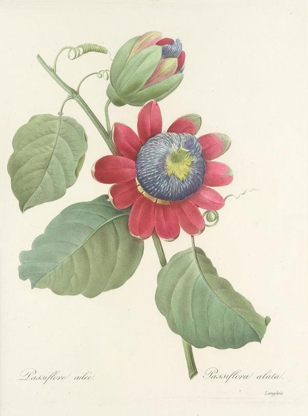 Pierre-Joseph Redouté — Choix des plus belles fleurs: Passiflora alata | Botanical Illustration Print