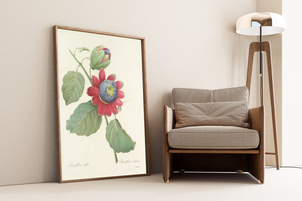 Pierre-Joseph Redouté — Choix des plus belles fleurs: Passiflora alata | Botanical Illustration Print