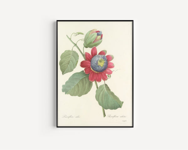 Pierre-Joseph Redouté — Choix des plus belles fleurs: Passiflora alata | Botanical Illustration Print