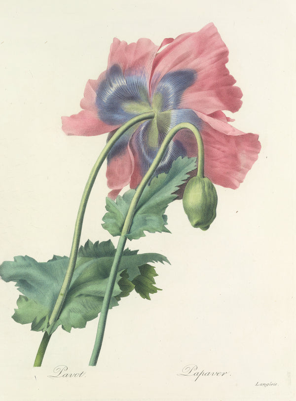 Pierre-Joseph Redouté — Choix des plus belles fleurs: Poppy | Botanical Illustration Print