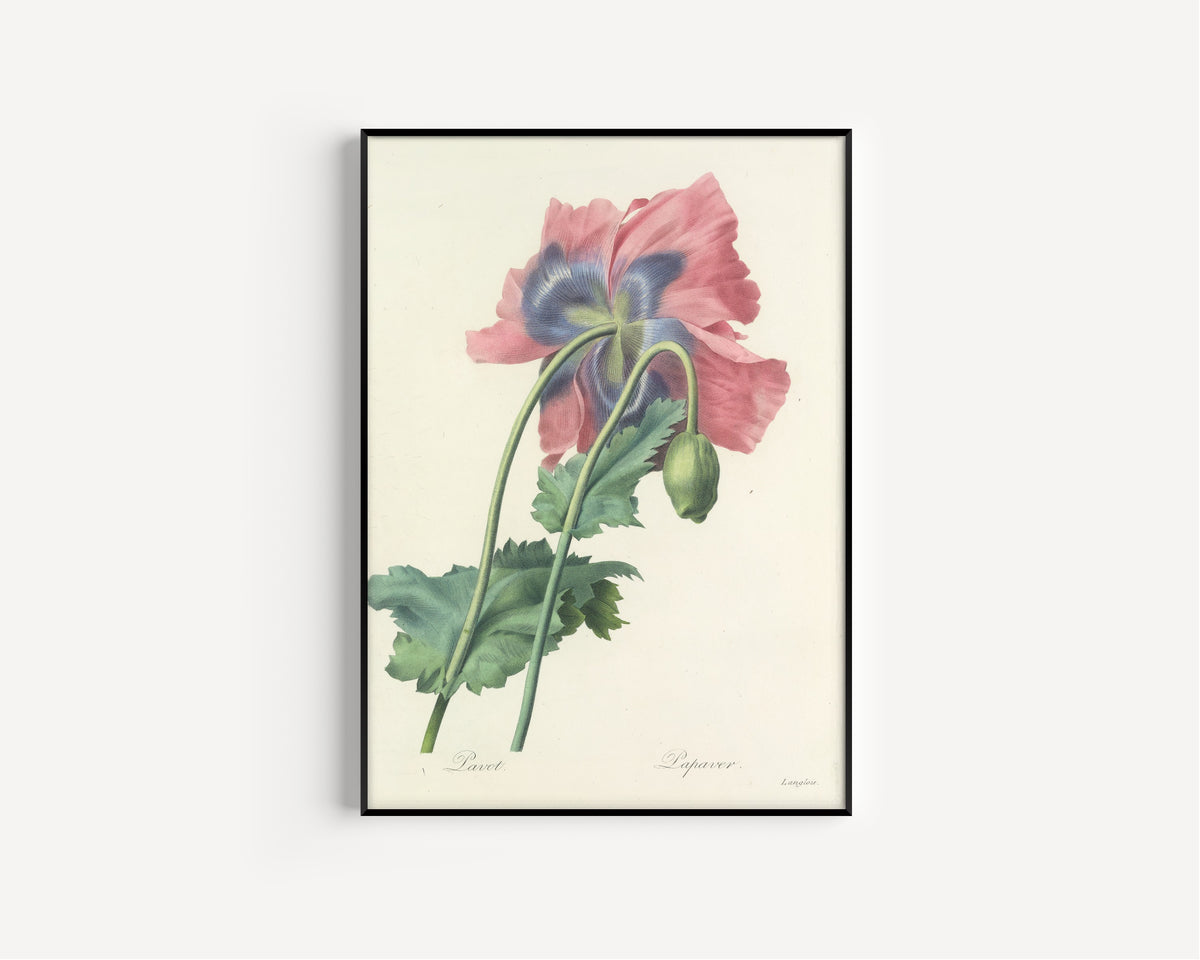 Pierre-Joseph Redouté — Choix des plus belles fleurs: Poppy | Botanical Illustration Print