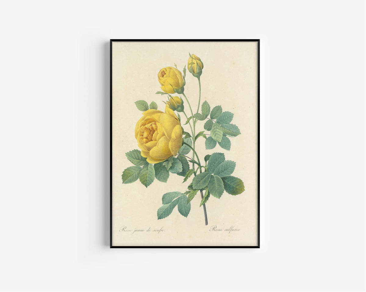 Pierre-Joseph Redouté — Choix des plus belles fleurs: Rosa sulfurea | Botanical Illustration Print