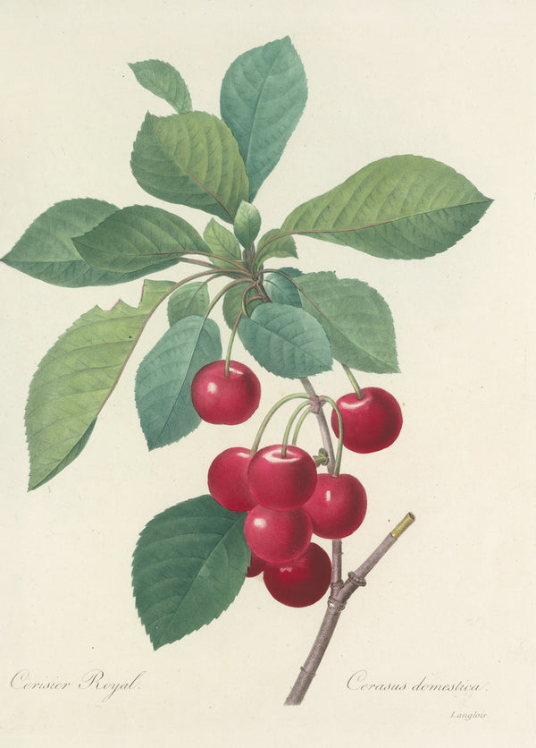 Pierre-Joseph Redouté — Choix des plus belles fleurs: Royal Cherry | Botanical Illustration Print